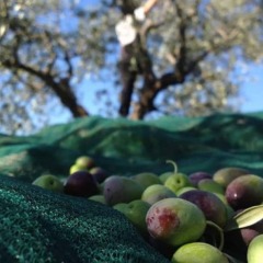 Отель Villa Cavalletti Camere Италия, Гроттаферрата - отзывы, цены и фото номеров - забронировать отель Villa Cavalletti Camere онлайн фото 5