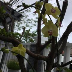 Отель An Bang Scent Beach Homestay Хойан фото 18