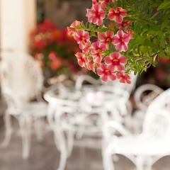 Hoa Sen Vang Hotel Далат с домашними животными