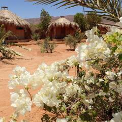 Отель Bedouin Star
