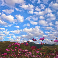 Отель Flower Garden Япония, Минамиогуни - отзывы, цены и фото номеров - забронировать отель Flower Garden онлайн фото 2