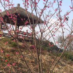 Отель Fogang Hemingzhou Sakura Hot Spring Resort фото 4