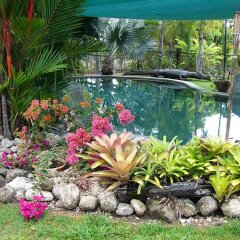 Отель Daintree Wild Zoo & Bed and Breakfast бассейн фото 3