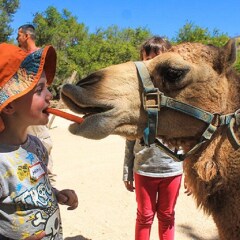 Отель Cabo Villas Beach Resort & Spa Мексика, Кабо-Сан-Лукас - отзывы, цены и фото номеров - забронировать отель Cabo Villas Beach Resort & Spa онлайн с домашними животными