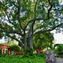 Отель Hacienda de Los Santos фото 15