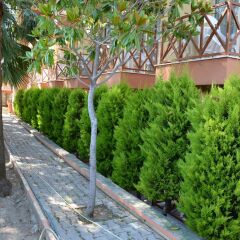 Yavuzhan Hotel Турция, Сиде - 1 отзыв об отеле, цены и фото номеров - забронировать отель Yavuzhan Hotel онлайн фото 6