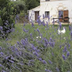 Отель Agriturismo Il Gelso Antico Италия, Реканати - отзывы, цены и фото номеров - забронировать отель Agriturismo Il Gelso Antico онлайн фото 11