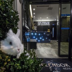 Hotel Splendor Elysees с домашними животными
