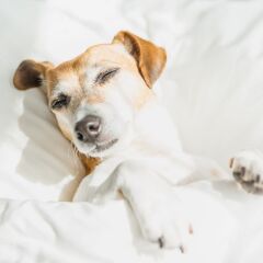 Отель WoodSpring Suites Columbus North I-270 США, Колумбус - отзывы, цены и фото номеров - забронировать отель WoodSpring Suites Columbus North I-270 онлайн с домашними животными