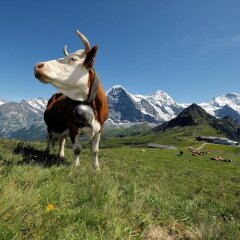 Отель Aspen Alpine Lifestyle Hotel Швейцария, Гриндельвальд - отзывы, цены и фото номеров - забронировать отель Aspen Alpine Lifestyle Hotel онлайн с домашними животными