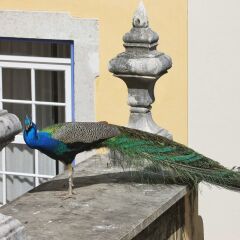 Отель Solar Do Castelo, a Lisbon Heritage Collection в номере фото 2