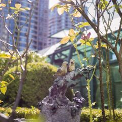Отель Rosedale On Robson Suite Hotel Канада, Ванкувер - отзывы, цены и фото номеров - забронировать отель Rosedale On Robson Suite Hotel онлайн фото 12
