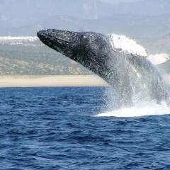 Отель Posada Real Los Cabos Beach Resort Todo Incluido Opcional спортивное сооружение