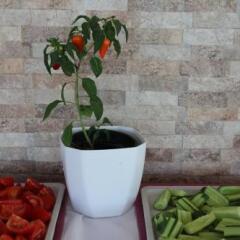 Aloria Garden Hotel в номере