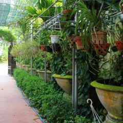 Отель Hoi An Leaf Homestay фото 6