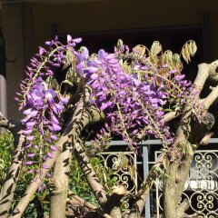 Отель Bed&Garden Чезате фото 2