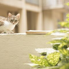 Апартаменты Gatto Perso Luxury Apartments с домашними животными