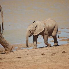 Отель Gorah Elephant Camp Южная Африка, Аддо - отзывы, цены и фото номеров - забронировать отель Gorah Elephant Camp онлайн пляж