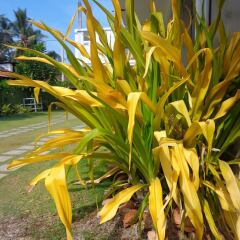 Hotel Star White Negombo фото 12