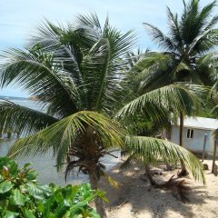 Calibishie Sandbar in Massacre, Dominica from 115$, photos, reviews - zenhotels.com beach