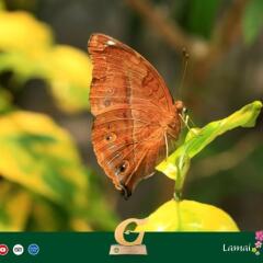 Отель Lamai Wanta Beach Resort фото 3