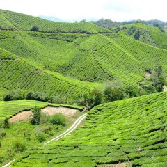 Отель Cameron Highlands Resort фото 4