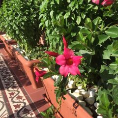 Отель Sperveri Boutique Hotel Греция, Родос - отзывы, цены и фото номеров - забронировать отель Sperveri Boutique Hotel онлайн фото 5