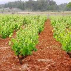 Отель Agroturismo Sa Vinya d'en Palerm фото 3