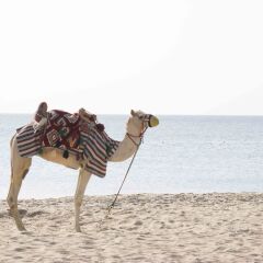 Отель Sealine Beach - a Murwab Resort пляж