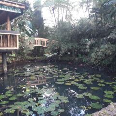 Отель Colo-I-Suva Rainforest Eco Resort Вити-Леву фото 8