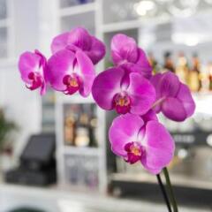 Отель Bajondillo Beach Cozy Inns - Adults Only гостиничный бар