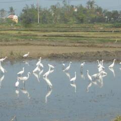 Отель Lila Homestay Hoi An фото 3