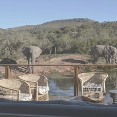 Отель Addo Elephant Back Safaris and Lodge Южная Африка, Аддо - отзывы, цены и фото номеров - забронировать отель Addo Elephant Back Safaris and Lodge онлайн фото 5