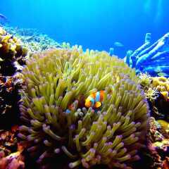 Отель Scuba Tiger Semporna Holiday Resort фото 9