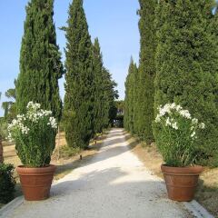 Отель Agriturismo Il Parco Di Kipo Монтефано фото 7