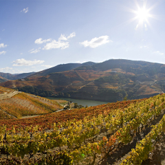 Отель Quinta Nova de Nossa Senhora do Carmo - Luxury Winery House фото 6