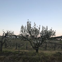 Отель Casa Relogio De Sol Португалия, Ламего - отзывы, цены и фото номеров - забронировать отель Casa Relogio De Sol онлайн приотельная территория
