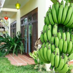 Отель Lama Homestay Hoi An фото 5