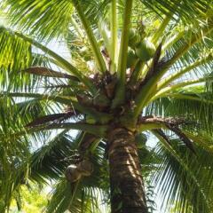 Отель Coconut Bungalow пляж