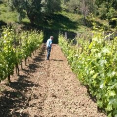 Отель Agriturismo San Giorgio Италия, Казаль-Велино - отзывы, цены и фото номеров - забронировать отель Agriturismo San Giorgio онлайн приотельная территория