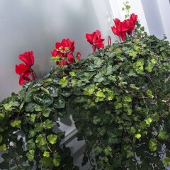 Haverstock Hotel фото 2