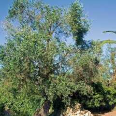 Отель Agriturismo La Badessa Лечче фото 6