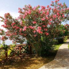 Zakros Hotel Lykia - Adults Only фото 15