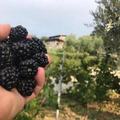 Отель Vila Leonard Албания, Тирана - отзывы, цены и фото номеров - забронировать отель Vila Leonard онлайн фото 12