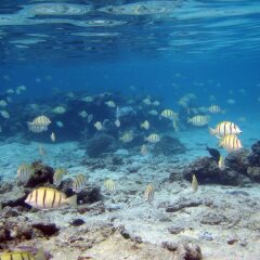 Отель Tahiti Sail and Dive Французская Полинезия, Бора-Бора - отзывы, цены и фото номеров - забронировать отель Tahiti Sail and Dive онлайн пляж фото 2