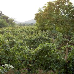 Отель Agriturismo Monteortone Италия, Региональный парк Colli Euganei - отзывы, цены и фото номеров - забронировать отель Agriturismo Monteortone онлайн фото 3