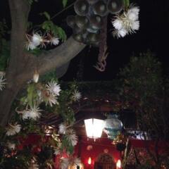 Отель Casa de las Flores Мексика, Тлакуепакуе - отзывы, цены и фото номеров - забронировать отель Casa de las Flores онлайн фото 10