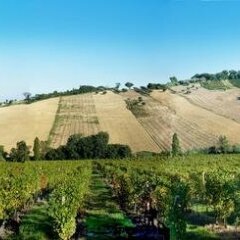Отель La Vita Nuova Морро-д'Альба