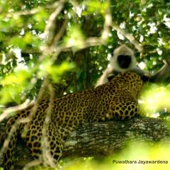 Отель Mahoora Tented Safari Camp All-Inclusive - Yala Шри-Ланка, Катарагама - отзывы, цены и фото номеров - забронировать отель Mahoora Tented Safari Camp All-Inclusive - Yala онлайн приотельная территория