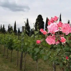 Отель Borgo San Giusto Италия, Эмполи - отзывы, цены и фото номеров - забронировать отель Borgo San Giusto онлайн фото 4